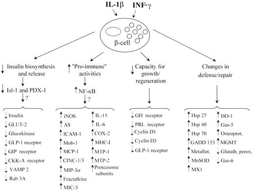 FIG. 2. Proposed model based on the present microarray findings of the role for cytokines in the process of β-cell dysfunction and death in early type 1 diabetes. It is conceivable that a decrease in Isl-1 and PDX-1 expression and an increase in NF-κB activity contribute, respectively, to modifications in mRNAs related to insulin biosynthesis and release or proimmune activities.