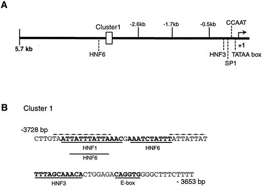 FIG. 1. The human ngn3 gene promoter. A: A schematic representation of the promoter shows the relative positions of the transcription start site and the 5′ ends of promoter fragments used in the current study. Some potential sites for transcription factor binding are indicated, including a cluster of sites in the distal promoter. The TATAA box (actual sequence GATAA) is shown 30 bp upstream of the transcription start site. B: The DNA sequence between positions –3,728 and −3,653 of the promoter corresponding to cluster one is shown. Again, potential sites for transcription factor binding are indicated. Two sequences that could potentially function as binding sites for homeodomain proteins of the Hox and related classes are indicated by dashed lines.