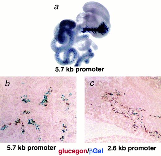 FIG. 3. Function of the human ngn3 promoter in vivo. A: 5.7 kb of the human Ngn3 promoter was ligated upstream of the bacterial β-galactosidase gene and expressed in transgenic mice. The blue staining indicates β-galactosidase catalysis of the X-gal substrate in the labeled cells. B and C: Immunohistochemical staining (peroxidase detection) for glucagon (brown) with enzymatic detection (blue) of β-galactosidase expression is shown in the pancreas of E15.5 mouse embryos. β-galactosidase expression is driven by –5.7 or –2.6 kb of the human ngn3 promoter as indicated. X-gal staining was performed for 16 h at 37° (2.6 kb promoter) or at room temperature (5.7 kb promoter). Both sections show 10× magnification of comparable sections.