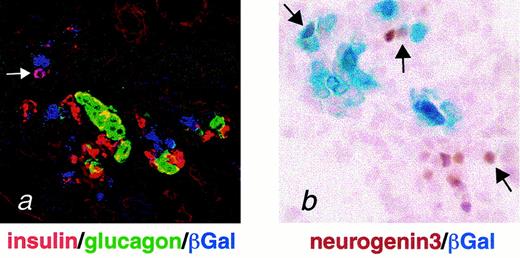 FIG. 4. Identity of cells expressing the transgene. A: A combination of florescent staining (for insulin [red] and glucagon [green]), and enzymatic detection of β-galactosidase expressed under the control of the 5.7 kb human ngn3 promoter is shown in an E15.5 mouse pancreas. Coexpression of insulin and β-galactosidase in one cell is indicated by the arrow. B: Codetection of ngn3 (peroxidase staining) and β-galactosidase (enzymatic detection) is demonstrated in an E15.5 mouse pancreas. The arrows indicate cells that are expressing both ngn3 and β-galactosidase.