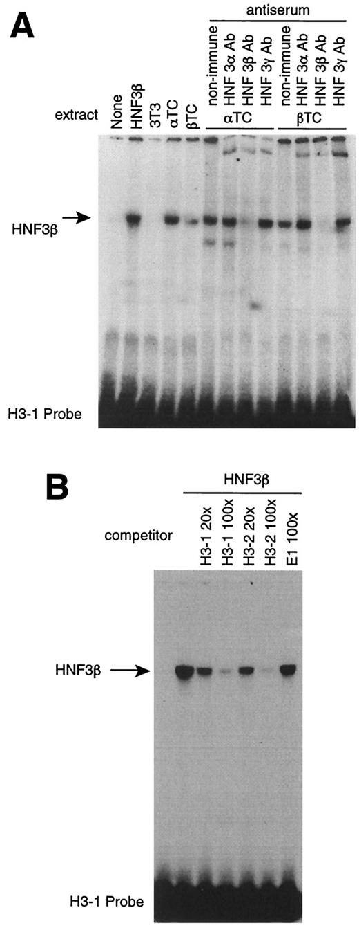 FIG. 6. HNF-3 binds to the human ngn3 promoter. A: An EMSA demonstrates the binding of transcription factor HNF-3β to the H3-1 probe of the human ngn3 promoter. Protein was obtained from either in vitro translation of HNF-3β (2nd lane from left) or nuclear extracts of the indicated cell lines. The major complex binding to the site in both islet cell lines is ablated by preincubation with HNF-3β antiserum; in contrast, antiserum raised against HNF-3α or -3γ has no effect. B: An EMSA demonstrates that a proximal site and a distal site in the human ngn3 promoter can compete equally for binding of HNF-3β. Binding to the proximal H3-1 site by HNF-3β produced in vitro can be eliminated by competition with a 100-fold excess of oligonucleotide H3-1 (self) or H3-2. In contrast, a 100-fold excess of oligonucleotide E1 (an unrelated E box sequence from the proximal promoter) has no effect on complex formation.