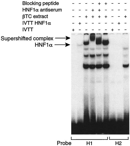 FIG. 7. HNF-1 binds to the human ngn3 promoter. An EMSA demonstrates the binding of transcription factor HNF-1α to the H1 probe of the human ngn3 promoter. Protein was obtained either from in vitro translation of HNF-1α (second lane from left) or βTC3 nuclear extract. A slow migrating complex is recognized and supershifted by HNF-1α antiserum. No supershift is observed when an excess of blocking peptide (the peptide used for production of the HNF-1α antiserum) is present in the incubation reaction. No similar complex is observed when in vitro translated HNF-1α or βTC3 extract is incubated with probe H2.