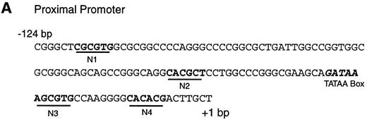 FIG. 9. HES1 binds to the human ngn3 promoter (A). The DNA sequence immediately upstream of the transcription start site (+1) of the human ngn3 gene is shown. Potential HES1 binding sites (N boxes) are indicated. B: An \E EMSA demonstrates that bacterially produced HES1 can bind to the N boxes in the proximal promoter, as well as to a previously characterized site from the mouse HES1 promoter (H1P). Either GST-HES1 or GST protein was incubated with the indicated probes. The far right-hand lane shows that the HES1 complex is supershifted by addition of HES1 antiserum. C: An EMSA demonstrates the relative ability of HES1 binding sites to compete for binding of the GST-HES1 protein. All three ngn3 promoter sites bind with higher affinity than the previously described HES1 binding site from the HES1 promoter (H1P). In contrast, a 200-fold excess of oligonucleotide E1 (an unrelated E box sequence from the proximal promoter) has no effect on complex formation.