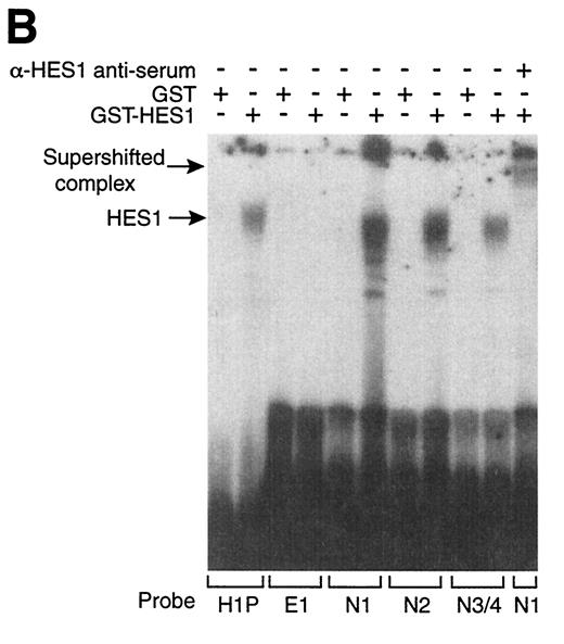 FIG. 9. HES1 binds to the human ngn3 promoter (A). The DNA sequence immediately upstream of the transcription start site (+1) of the human ngn3 gene is shown. Potential HES1 binding sites (N boxes) are indicated. B: An \E EMSA demonstrates that bacterially produced HES1 can bind to the N boxes in the proximal promoter, as well as to a previously characterized site from the mouse HES1 promoter (H1P). Either GST-HES1 or GST protein was incubated with the indicated probes. The far right-hand lane shows that the HES1 complex is supershifted by addition of HES1 antiserum. C: An EMSA demonstrates the relative ability of HES1 binding sites to compete for binding of the GST-HES1 protein. All three ngn3 promoter sites bind with higher affinity than the previously described HES1 binding site from the HES1 promoter (H1P). In contrast, a 200-fold excess of oligonucleotide E1 (an unrelated E box sequence from the proximal promoter) has no effect on complex formation.