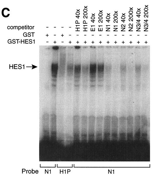 FIG. 9. HES1 binds to the human ngn3 promoter (A). The DNA sequence immediately upstream of the transcription start site (+1) of the human ngn3 gene is shown. Potential HES1 binding sites (N boxes) are indicated. B: An \E EMSA demonstrates that bacterially produced HES1 can bind to the N boxes in the proximal promoter, as well as to a previously characterized site from the mouse HES1 promoter (H1P). Either GST-HES1 or GST protein was incubated with the indicated probes. The far right-hand lane shows that the HES1 complex is supershifted by addition of HES1 antiserum. C: An EMSA demonstrates the relative ability of HES1 binding sites to compete for binding of the GST-HES1 protein. All three ngn3 promoter sites bind with higher affinity than the previously described HES1 binding site from the HES1 promoter (H1P). In contrast, a 200-fold excess of oligonucleotide E1 (an unrelated E box sequence from the proximal promoter) has no effect on complex formation.