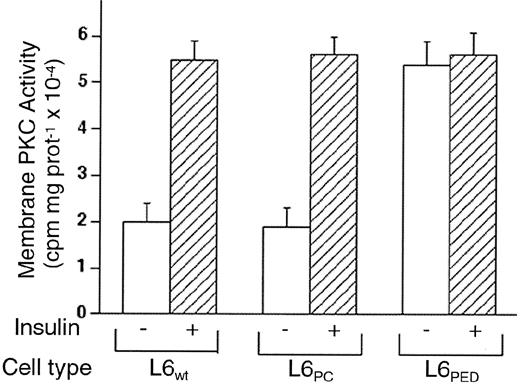FIG. 1. PKC activity in L6PED cells. L6 myotubes, the wild-type clone (L6WT) or those transfected with PED (L6PED) or with the empty vector (L6PC), were exposed to 100 nmol/l insulin for 30 min as indicated. Cells were then collected and cell membrane preparations were solubilized and assayed for PKC as described under research design and methods. PKC activity is plotted as counts per minute incorporated into the MBP(4–14) substrate, with equal amounts of membrane proteins analyzed per assay. Each bar represents the mean ± SD of triplicate determinations in four independent experiments. Based on t test analysis, different basal PKC activity in L6PED and control cells was significant at the P < 0.001 level.