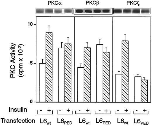 FIG. 2. Activity of specific PKC isoforms in L6PED cells. L6PED and control cells were treated with 100 nmol/l insulin. Plasma membranes were prepared and solubilized and the lysates (200 μg protein/sample) were immunoprecipitated with antibodies to PKC-α, -β (recognizing both the β1 and β2 isoforms), and -ζ isoforms, as indicated. PKC activity was then assayed in the immunoprecipitates as described under research design and methods. Bars represent the means ± SD of duplicate determinations in four independent experiments. By t test analysis, insulin effect on the activity of PKC-α, -β, and -ζ in L6WT cells was significant (P < 0.001).