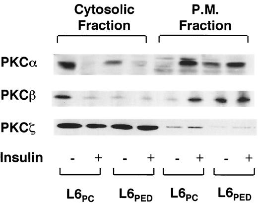 FIG. 3. Localization of PKC-α, -β, and -ζ in L6PED cells. L6PED and control cells were treated with 100 nmol/l insulin, fractionated, and solubilized as described under research design and methods. Plasma membranes (P.M.) and cytosolic proteins (100 μg/sample) were then immunoblotted with the PKC-α, PKC-β, or PKC-ζ antibodies described in legend of Fig. 2. Filters were revealed by ECL. The autoradiograph shown is representative of three independent experiments.