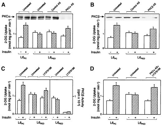 FIG. 4. Effect of inhibition of PKC-α and -β on 2-DG uptake in L6PED cells. A and B: L6PED cells were transfected with phosphorothioate PKC-α or PKC-β antisense (PKCα AS or PKCβ AS, respectively) or control (control AS) oligonucleotides as reported under research design and methods. The cells were then exposed to insulin as indicated and assayed for 2-DG uptake. The differences in basal 2-DG uptake in L6PED cells transfected with PKC-α or PKC-β AS and in those transfected with the control AS or in the untransfected L6PED cells were statistically significant (P < 0.001). For control, aliquots of the cells (50 μg protein/aliquot) were also lysed and blotted with PKC-α or PKC-β antibodies (insets in A and B). L6PED cells were treated for 30 min with 50 nmol/l LY379196 either alone (C) or in combination with PKC-α antisense transfection (D). The cells were then assayed for 2-DG uptake as described above. In control experiments, PKC-β activity was also assayed upon cell incubation with LY379196. Bars represent the means ± SD of triplicate determinations in five (A and B) and four (C and D) independent experiments.