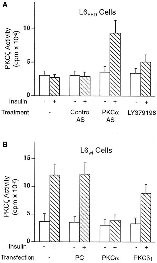 FIG. 7. Effect of PKC-α and -β activities on PKC-ζ. A: L6PED cells were either incubated with 50 nmol/l LY379196 or transfected with control or PKC-α antisense (AS) oligonucleotides. The cells were then exposed to 100 nmol/l insulin and assayed for PKC-ζ as outlined in the legend to Fig. 2. B: Wild-type L6 cells were transfected with PKC-α or -β or with the empty vector (PC), as indicated. The cells were then stimulated with insulin and assayed for PKC-ζ as above. Bars represent the means ± SD of triplicate determinations in five (A) and four (B) independent experiments. Insulin activation of PKC-ζ in cells transfected with PKC-β1 was significant (P < 0.001); that of PKC-α was not statistically significant.