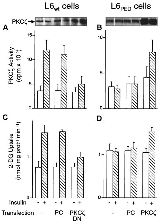 FIG. 8. PKC-ζ action on 2-DG uptake in L6 cells. A and C: Wild-type L6 myotubes were transfected with the K281→W negative-dominant PKC-ζ mutant (PKCζ DN) or with the vector alone (PC) as indicated. The cells were then stimulated with 100 nmol/l insulin and assayed for either PKC-ζ activity (A and B) or 2-DG uptake (C and D) as outlined in the legends to Figs. 2 and 4, respectively. B and D: L6PED cells were transfected with either PKC-ζ cDNA or the plasmid DNA alone (PC), as indicated. The cells were then stimulated with insulin and assayed for PKC-ζ activity (A and B) or 2-DG uptake (C and D), as above. Bars represent the means ± SD of triplicate determinations in three (A and B) or four (C and D) independent experiments.