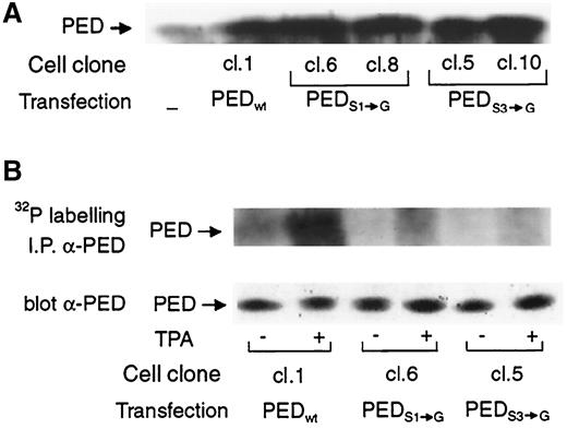FIG. 9. Function of phosphorylation-defective PED mutants in L6 cells. A: Parental (untransfected) L6 cells or cells overexpressing wild-type PED or the phosphorylation-defective mutant PEDS1→G (cell clones 6, 8) and PEDS3→G mutants (cell clones 5, 10) were lysed as described under research design and methods. Lysed proteins were then subjected to Western blotting analysis using PED antibodies and ECL. B: Cells were labeled with [32P]orthophosphate as described under research design and methods and then exposed to 1 μmol/l TPA. Cell lysates were then precipitated (I.P.) with PED antibodies, separated by SDS-PAGE, and revealed by autoradiography. The same gel was subsequently rehydrated, immunoblotted with PED antibodies, as indicated, and revealed by ECL. The autoradiographs shown are representative of four (A) and three (B) independent experiments with different clones of cells expressing the PED mutants.