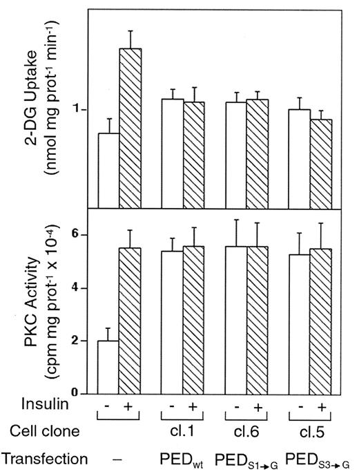 FIG. 10. 2-DG uptake and PKC activity in L6 cells expressing phosphorylation-defective PED mutants. The cells, either the untransfected cells or those expressing the wild-type PED (PEDWT) or the mutant PED cDNAs, were incubated in the absence or presence of 100 nmol/l insulin and assayed for 2-DG uptake or PKC activity as outlined in legends to Figs. 4 and 1, respectively. Bars represent the means ± SD of triplicate determinations in four (top panel) and five (bottom panel) independent experiments. Identical results were obtained with the other clones of PED overexpressors.