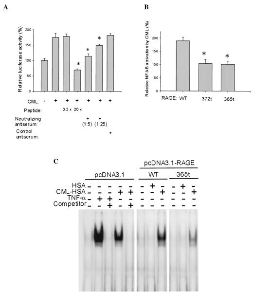 FIG. 2. Requirement for RAGE in the CML-HSA–induced NF-κB response. Blockade of CML-HSA–mediated NF-κB transcriptional activation by a synthetic peptide and neutralizing antiserum (A) or by coexpression of RAGE truncation mutants (B). A: 100 μg/ml CML-HSA was preincubated with or without a synthetic peptide derived from the extracellular ligand-binding domain of RAGE at 37°C for 1 h. The mixtures were then added to cell cultures and incubated for another 1 h before analysis of luciferase activity. For the neutralizing antiserum experiments, RAGE antiserum (at 1:5 and 1:25 dilution) or the preimmune control serum (1:5) were preincubated with the transfected cells for 1 h before CML-HSA stimulation. Results from native HSA treatment were set at 100%. B: Full-length (wild-type) RAGE or the cytoplasmic tail truncation mutants RAGE-372t or RAGE-365t were cotransfected with the NF-κB reporter into THP-1 cells. After 24 h of incubation, cells were exposed to 100 μg/ml CML-HSA or HSA for 1 h before determinaton of luciferase activity. Results shown were normalized to the HSA control. C: Cells transfected with empty vector, wild-type (WT), or mutant (365t) RAGE and treated for 4 h with 100 μg/ml HSA, 100 μg/ml CML-HSA, or 10 ng/ml recombinant human TNF-α. We incubated 5 μg nuclear extract with radiolabeled double-stranded oligonucleotides containing the c-myc NF-κB binding site in the presence or absence of excess unlabeled probe (competitor). The data represent means ± SE of triplicate determinations in three separate experiments (*P < 0.05).