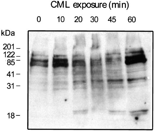 FIG. 4. Tyrosine phosphorylation profile in response to CML-HSA exposure. THP-1 cells were exposed to 100 μg/ml CML-HSA for the indicated times, cell extracts were analyzed by SDS-PAGE, and tyrosine-phosphorylated proteins were detected by blotting with an antiphosphotyrosine antibody. Results shown are representative of three independent experiments.