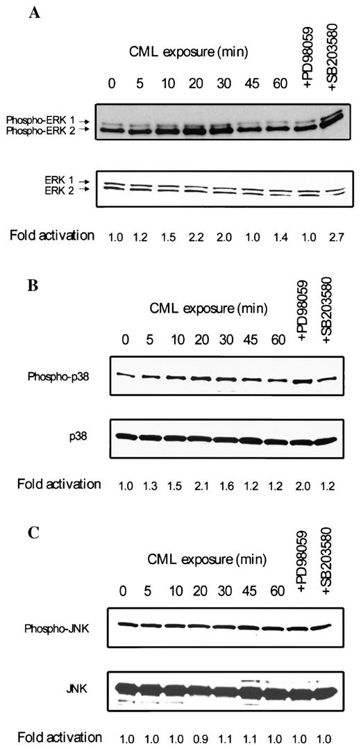 FIG. 5. CML-HSA treatment activates MAPK family members ERK1/2 and p38 but not JNK. Samples were taken at the indicated times after 100 μg/ml CML-HSA exposure and subjected to SDS-PAGE and Western blotting analysis. Upper panels: probed with an antibody that specifically recognizes the phosphorylated forms. Lower panels: the same membrane was stripped and reprobed with a pan antibody, showing equal protein loading of all lanes. A: ERK1/2; B: p38; and C: JNK. To test the effect of PD98059 and SB203580, cells were pretreated with either inhibitor for 30 min, followed by CML-HSA exposure for another 20 min, a time point at which the peak activation was seen. Results shown are representative of three independent experiments. Densitometric analysis for kinase activation by CML-HSA compared with the basal level (time 0, set as 1.0) is indicated.