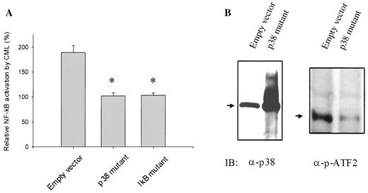 FIG. 6. Requirement of p38 MAPK in CML-HSA–induced NF-κB transcriptional activation. A: Cells were cotransfected with a kinase-dead p38 MAPK or an IκB dominant-negative mutant together with the reporter then treated for 1 h with 100 μg/ml CML-HSA or HSA, and results were normalized to the HSA treatment. Data are the means ± SE of at least three separate experiments (*P < 0.05 compared with empty vector control). B: Cell lysates from THP-1 cells that had been transfected with the p38 mutant or empty vector were analyzed by Western blotting using an anti-p38 antibody for protein level (left panel) or an anti-phospho–ATF-2 antibody for kinase activity after in vitro kinase reactions (right panel).