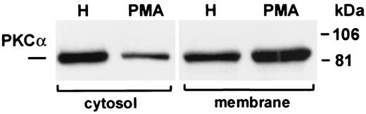 FIG. 2. Western blot analysis shows translocation of PKC-α in adult cardiac myocytes maintained in SFM containing 25 mmol/l glucose. PMA (400 nmol/l) induced a rapid (30-min) translocation of PKC-α from cytosol to membrane. H, 25 mmol/l glucose; PMA, 25 mmol/l glucose + PMA (400 nmol/l).