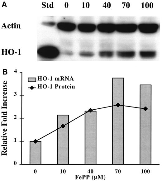 FIG. 1. A: WB analysis of HO-1 protein expression in βTC3 cells. βTC3 cells were cultured in the presence of the indicated concentrations of FePP (from 0 [control] to 100 μmol/l) for 24 h. At the end of the culture period, proteins were extracted and immunoblotted with antibodies specific for HO-1 and β-actin. Standards (Std) were loaded in lane 1 as positive controls (see research design and methods for details). Data are representative of three individual experiments. B: Quantitative analysis of HO-1 protein and mRNA expression in βTC3 cells. βTC3 cells were cultured in the presence of the indicated concentrations of FePP (x axis, from 0 [control] to 100 μmol/l) for 24 h. At the end of the culture period, separate aliquots were used for quantitative RT-PCR and for densitometry-based quantitative analysis of HO-1 protein expression after immunoblotting. Data are expressed as relative fold increase over control (untreated) cells.