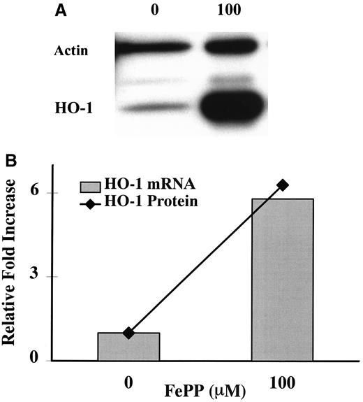 FIG. 2. A: WB analysis of HO-1 protein expression in freshly isolated murine islets. Islets were cultured in standard conditions for 24 h in the presence of the indicated concentrations of FePP (0 [control] and 100 μmol/l). At the end of culture, proteins were extracted and immunoblotted with an anti–HO-1 and an anti–β-actin antibody. Data are representative of three separate experiments. B: Quantitative analysis of HO-1 protein and mRNA expression in freshly isolated murine islets. Islets were cultured for 24 h in the presence of the indicated concentrations of FePP (0 [control] and 100 μmol/l). At the end of the culture, separate aliquots of islets were harvested for densitometry-based quantification of HO-1 protein expression on immunoblots (line) and for quantitative RT-PCR of HO-1 mRNA steady-state levels ([cjs2108]). Data are expressed as protein and mRNA fold increase over control. Data are representative of at least three individual experiments.