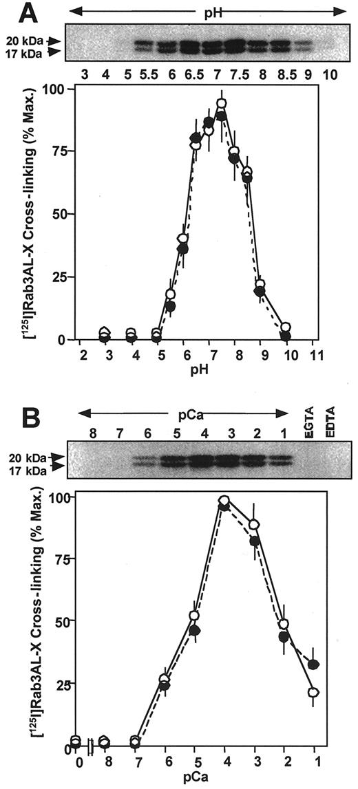 FIG. 2. Rab3A effector domain interaction with calmodulin is pH- and Ca2+-dependent. Specific photoactivated cross-linking of [125I]Rab3AL-X to calmodulin was determined at a pH between 3.0 and 10.0 in rat insulinoma tissue lysate ([A] 1 μg total protein). Ca2+ dependence of [125I]Rab3AL-X cross-linking to calmodulin was determined at pH 7.0 between 1 and 8 pCa in rat insulinoma tissue lysate ([B] 1 μg total protein). A very similar pH profile and Ca2+ dependence were found using 25 ng purified bovine calmodulin (data not shown). A sample autoradiograph is shown in each instance, with a graph of densitometric scanning analyses. ○, 20 kDa; •, 17 kDa. Results are means ± SE of at least three independent determinations.