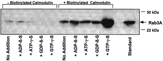 FIG. 3. Rab3A-calmodulin interaction is preferred when Rab3A is in a GTP-bound state. The association of recombinant Rab3A and calmodulin (biotinylated or nonbiotinylated) at pH 7.4 and 1 mmol/l CaCl2 was assessed in either the absence or presence of 0.5 mmol/l ADP-β-S, ATP-γ-S, GDP-β-S, or GTP-γ-S as described previously. A typical immunoblot analysis of the amount of Rab3A associated with biotinylated calmodulin is shown.