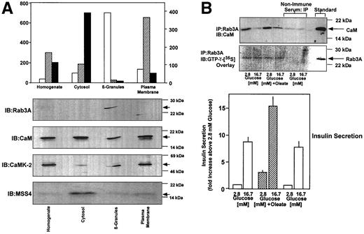 FIG. 4. Rab3A and calmodulin are colocalized on insulin secretory granules and interact in vivo in a manner that inversely correlated with nutrient-regulated insulin exocytosis. A: Immunoblot analysis and preparation of insulinoma subcellular fractions enriched for insulin secretory granules, plasma membrane, and cytosol were as described. Increased specific activity of marker enzyme analysis over the starting insulinoma tissue homogenate indicated significantly enriched insulin secretory granule (insulin as “marker enzyme”), cytosolic (lactate dehydrogenase [LDH] as marker enzyme), and plasma membrane (5′-nucleotidase as marker enzyme) subcellular fractions. □, Insulin specific activity (ng/μg protein); [cjs2113], 5′-nucleotidase specific activity (μmol/min/μg protein); ▪, LDH specific activity (μmol/min/μg protein). B: Coimmunoprecipitation of calmodulin with rab3A in vivo. Specific Rab3A immunoprecipitation (IP) and subsequent immunoblot analysis (IB) for calmodulin and rab3A detection by GTP-γ-[35S] overlay were as described previously. A typical immunoblot analysis of triplicate experiments is shown. Nonimmune rabbit serum was used for control immunoprecipitation, and consequently, only very low background levels of calmodulin could be detected, and no Rab3A was detected, as indicated by GTP-γ-[35S] overlay. Insulin secretion was assayed from the same isolated islet incubations. Under conditions of basal insulin secretion at 2.8 mmol/l glucose, 0.09% insulin content was released per hour; at 16.7 mmol/l glucose-induced insulin secretion, 0.77% insulin content released per hour. □, indicates in the absence of oleate; [cjs2113], indicates in the presence of oleate (125 μmol/l complexed to 0.1% BSA). The secretion data are means ± SE of three observations.