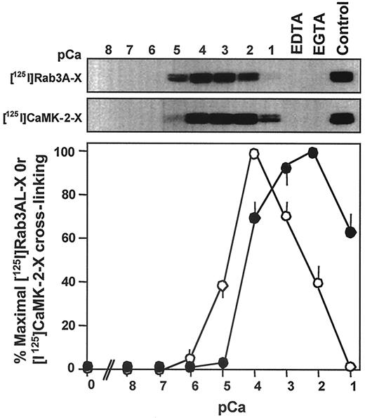 FIG. 6. Different Ca2+ dependence of calmodulin association with the Rab3A effector domain and calmodulin-binding domain of CaMK-2. Specific photoactivated cross-linking of [125I]Rab3A-X or [125I]CaMK-2-X peptides to recombinant human calmodulin (25 ng) was determined at pH 7.0 between 1 and 8 pCa as described previously. A sample autoradiograph is shown in each instance, with a graph of densitometric scanning analysis of [125I]Rab3A-X (○) and [125I]CaMK-2-X (•) depicted, where results are means ± SE of at least three independent determinations.