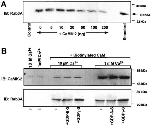 FIG. 7. CaMK-2 competes for calmodulin prebound to Rab3A. A: Recombinant Rab3A was prebound to biotinylated calmodulin (or nonbiotinylated as a control) under optimal conditions of pH 7.4, 1 mmol/l CaCl2, and 0.5 mmol/l GTP-γ-S and extracted with streptavidin magnetic particles as described previously. The Rab3A-calmodulin complex was then incubated with increasing amounts of purified rat brain CaMK-2 (0–200 ng), pH 7.4, and 1 mmol/l CaCl2, reextracted with streptavidin magnetic particles, and analyzed for the amount of Rab3A remaining associated with biotinylated calmodulin by immunoblotting. A typical immunoblot analysis is shown, in which the control was where nonbiotinylated calmodulin was used, and recombinant Rab3A was used as a standard. B: Biotinylated calmodulin was added to an isolated β-granule fraction under conditions of low 10 μmol/l [Ca2+] or high 1 mmol/l [Ca2+] ± 0.2 mmol/l GDP-β-S or 0.2 mmol/l GTP-γ-S, as indicated previously. As a control, nonbiotinylated calmodulin was added. Biotinylated calmodulin was extracted, and associated CaMK-2 and Rab3A, endogenous to β-granules, were detected by immunoblot analysis. A typical blot analysis is shown.