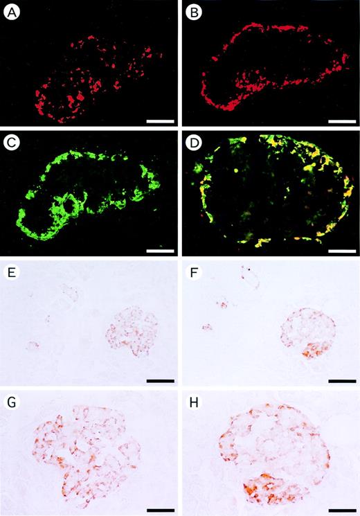 FIG. 2. Localization of ghrelin-immunoreactive cells in rat and human pancreas. Antisera for ghrelin (1–11) (A), ghrelin (13–28) (B, D, E, and G), and glucagon (C, D, F, and H) were used. Ghrelin-producing (A and B) and glucagon-producing (C) cells are present at the periphery of the rat pancreatic islet. D: Immunofluorescence double-staining of ghrelin and glucagon in rat pancreas. Co-localization of ghrelin and glucagon is shown in yellow. In human pancreas, ghrelin-producing (E and G) and glucagon-producing (F and H) cells are present at the periphery of the pancreatic islets. Bar = 100 μm in A–C, E, and F and 50 μm in D, G, and H.