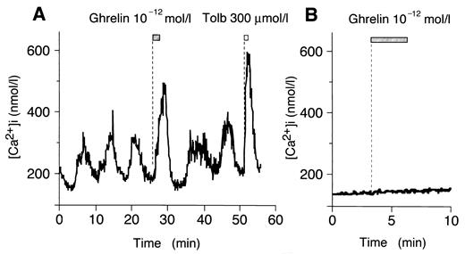 FIG. 5. Effect of ghrelin on [Ca2+]i in single rat pancreatic β-cells. Ghrelin at 10−12 mol/l evoked an increase in [Ca2+]i in a single pancreatic β-cell in the presence of 8.3 mmol/l glucose (A) but not 2.8 mmol/l glucose (B). The cells also responded to 300 μmol/l tolbutamide (Tolb). The results shown are representative of 20 cells from two independent experiments in A and of 10 cells from two independent experiments in B. Dotted lines indicate the beginning of the superfusion with the agents specified.