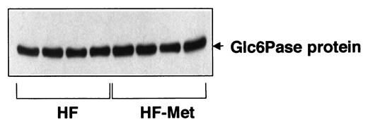 FIG. 2. Quantification of immunoreactive Glc6Pase protein in HF and HF-Met rats. Twenty-five μg protein was analyzed in each track. Procedures for Western blots were as described previously (7,21). The densitometric analysis did not reveal any significant difference between the groups.