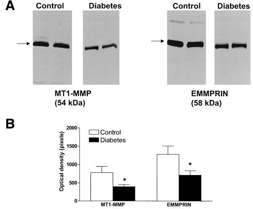 FIG. 3. Evidence for the MMP induction and activation system in vascular tissue. Control (n = 14) and diabetic (n = 14) IMA samples were subjected to immunoblotting for EMMPRIN and MT1-MMP. A: Immunoreactive bands corresponding to 54-kDa MT1-MMP and 58-kDa EMMPRIN were indicated by the arrows in a representative immunoblot. B: Densitometric analysis of immunoreactive bands indicates that MMP inducer and activator proteins are decreased in diabetic tissue; n = 14. *P < 0.05 vs. control.