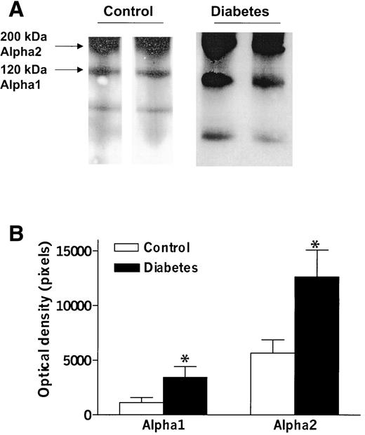 FIG. 5. Expression of collagen type 1 in control and diabetic vascular tissue. A: A representative immunoblot demonstrating increased α1 and α2 chains of collagen type 1 in the diabetic tissue. B: Densitometric analysis of all cases (n = 5 in each group); *P < 0.05 vs. control.