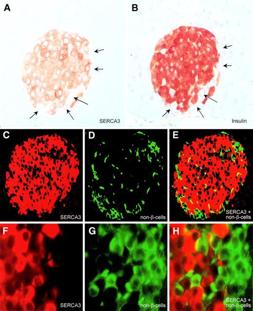 FIG. 1. Immunolocalization of SERCA3 in the mouse pancreas. A and B: Immunodetection of SERCA3 (A) and insulin (B) on serial sections suggested that SERCA3 and insulin immunoreactivity have a similar localization within the islet. Some peripheral islet cells (arrows) and the exocrine tissue were not stained. (C–H) Double immunodetections of SERCA3 in red and glucagon plus somatostatin in green (non–β-cells) on the same section. Red and green colors were digitally separated in C, D, F, and G, whereas they were digitally combined in E and H. In E and H, a yellow color was seen in restricted areas, where the cytoplasms of red- and green-labeled cells slightly overlapped due to the thickness of the section. However, no overlapping of the two colors was ever observed in whole cells, indicating that non–β-cells of the islet do not express SERCA3. Original magnifications: A and B: ×150; C–E: ×500; F–H: ×1,000.