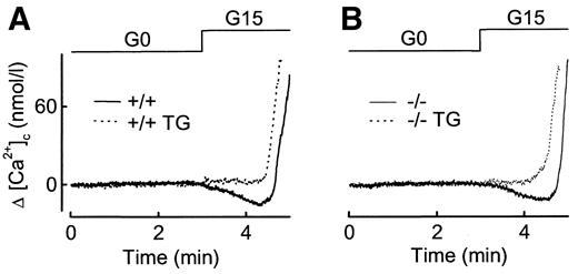FIG. 3. SERCA3 does not mediate the initial [Ca2+]c decrease induced by glucose. Isolated islets from SERCA3 +/+ (A) or SERCA3 −/− (B) mice were pretreated (dotted line) or not (solid line) with 1 μmol/l TG during loading with fura-PE3. After an initial perifusion without glucose (G0), they were perifused with a medium containing 15 mmol/l glucose (G15), as indicated on the top of the panels. The traces show mean changes (Δ) around basal [Ca2+]c in the absence of glucose. Basal levels were 104 ± 9 nmol/l, n = 9 (A, solid line); 111 ± 13 nmol/l, n = 3 (A, dotted line); 80 ± 7 nmol/l, n = 9 (B, solid line); and 70 ± 11 nmol/l, n = 3 (B, dotted line).