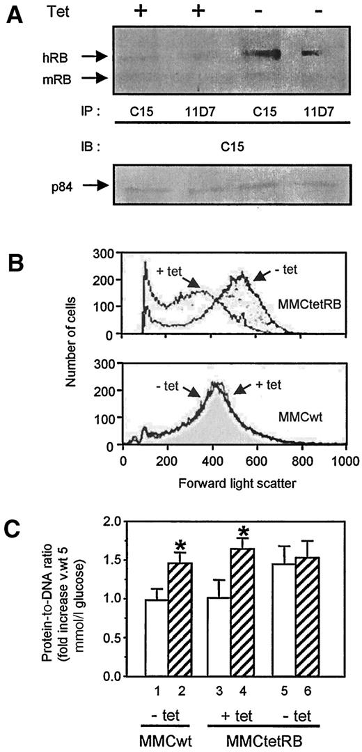 FIG. 4. MMCs hypertrophy in response to overexpression of RB or high glucose concentrations. A: Tet-regulatable overexpression of RB protein in mesangial cells. MMCtetRB were cultured in medium containing serum, in the presence or absence of 1 μg/ml tet, for 3 days. RB was immunoprecipitated with either an antibody that recognizes both murine and human RB (C15) or an antibody that recognizes only human RB (mouse monoclonal antibody 11D7 [28,35]). The hypophosphorylated form of murine RB migrates with an apparent molecular mass of 105 kDa and human RB with an apparent mass of 110 kDa. The protein expressed by the human RB transgene is conditionally expressed in large amounts in the absence of tet, in minimal amounts in the presence of tet. Equal loading in each lane was verified by Western blotting of the first immunoprecipitate wash from each sample for p84, a constitutively expressed nuclear matrix protein (45). B: Example of increased cell size measured by FACS in MMCtetRB cultured in the absence tet (-tet, RB transgene “on”), compared with identical cells cultured in the presence of tet (+tet, RB transgene “off”). Tet had no effect on the size of wild-type cells (MMCwt). Number of cells (y-axis) is plotted against cell size (x-axis, arbitrary units) measured as forward light scatter. C: Quantification of cellular hypertrophy by protein-to-DNA ratio. The same cells were cultured in the same conditions, but hypertrophy was measured as micrograms protein-to-micrograms DNA ratio, expressed as percent of control (MMCwt, 5 mmol/l glucose, −tet). Histograms represent means ± SE from three independent experiments, each performed on cells from three separate plates. *P < 0.05 vs. MMCwt, 5 mmol/l glucose, −tet.