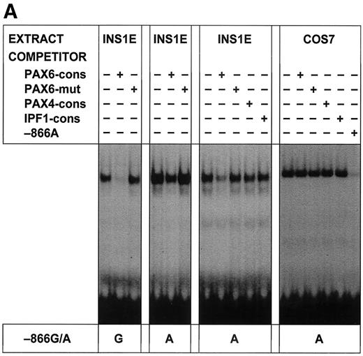 FIG. 1. PAX6 preferentially binds to and more effectively trans activates the variant −866A UCP2 promoter allele. A: Electrophoretic mobility shift assays with nuclear extracts prepared from INS1-E and COS-7 cells. Extracts were incubated with α32P-labeled double-stranded oligonucleotides corresponding to the −866G and −866A alleles of UCP2 (−866G: 5′-TGGCTGTTCACGCGTCAGTTACCCCCACAGG-3′; −866A: 5′-TGGCTGTTCACGCATCAGTTACCCCCACAGG-3′). Competition studies included the following double-stranded competitor probes: PAX6 consensus sequence probe (PAX6-cons), 5′-GCATtTTCACGCATgAGTgcaCag-3′; mutated PAX6 consensus sequence probe (PAX6-mut), 5′-GcaTtTTCAgcCATgAGTgcaCag-3′; PAX4 consensus sequence probe (PAX4-cons), 5′-GcgcGgTgAtGCGTgtGcagCggC-3′; IPF1 consensus sequence probe from rat glucokinase element 1 (IPF1-cons), 5′-GCccagtAgaCATtAGcacCtCgC-3′; and −866A. Upper case letters indicate sequence homology with the UCP2 promoter. The relative location of the −866G/A UCP2 promoter polymorphism is shown in upper case underlined. Letters in lower case italics indicate mutations introduced into the PAX6 core consensus sequence. Studies with three different extracts showed identical results. B: Electrophoretic mobility shift assays with in vitro translated PAX6B and unprogrammed reticulocyte lysate as control. C: Anti-PAX6 Western blot showing the presence of PAX6 protein in nuclear extracts isolated from INS1-E (lane 1) and COS-7 (lane 2) cells. Lanes 3 and 4: In vitro translated PAX6B as positive and unprogrammed reticulocyte lysate as negative control. D: Indirect immunofluorescence staining of PAX6 and insulin on INS1-E cells with anti-PAX6 (middle) or anti-insulin (right) antibody, detected by a TRITC- or FITC-conjugated secondary antibody, respectively. A phase contrast image is shown on the left. Scale bar = 25 μm. E and F: INS1-E cells (E) or COS-7 cells (F) cotransfected with UCP2 promoter constructs −866G or −866A and, as indicated, PAX6A/PAX6B expression plasmids or the empty pcDNA6/V5-His plasmid backbone. RLU, relative luciferase units, where activity of the −866G construct was set to 1.0. Results are representative for one of three independent experiments, each with greater than or equal to five replicates. ▪, −866G reporter construct; □, −866A reporter construct; means ± SD.