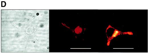 FIG. 1. PAX6 preferentially binds to and more effectively trans activates the variant −866A UCP2 promoter allele. A: Electrophoretic mobility shift assays with nuclear extracts prepared from INS1-E and COS-7 cells. Extracts were incubated with α32P-labeled double-stranded oligonucleotides corresponding to the −866G and −866A alleles of UCP2 (−866G: 5′-TGGCTGTTCACGCGTCAGTTACCCCCACAGG-3′; −866A: 5′-TGGCTGTTCACGCATCAGTTACCCCCACAGG-3′). Competition studies included the following double-stranded competitor probes: PAX6 consensus sequence probe (PAX6-cons), 5′-GCATtTTCACGCATgAGTgcaCag-3′; mutated PAX6 consensus sequence probe (PAX6-mut), 5′-GcaTtTTCAgcCATgAGTgcaCag-3′; PAX4 consensus sequence probe (PAX4-cons), 5′-GcgcGgTgAtGCGTgtGcagCggC-3′; IPF1 consensus sequence probe from rat glucokinase element 1 (IPF1-cons), 5′-GCccagtAgaCATtAGcacCtCgC-3′; and −866A. Upper case letters indicate sequence homology with the UCP2 promoter. The relative location of the −866G/A UCP2 promoter polymorphism is shown in upper case underlined. Letters in lower case italics indicate mutations introduced into the PAX6 core consensus sequence. Studies with three different extracts showed identical results. B: Electrophoretic mobility shift assays with in vitro translated PAX6B and unprogrammed reticulocyte lysate as control. C: Anti-PAX6 Western blot showing the presence of PAX6 protein in nuclear extracts isolated from INS1-E (lane 1) and COS-7 (lane 2) cells. Lanes 3 and 4: In vitro translated PAX6B as positive and unprogrammed reticulocyte lysate as negative control. D: Indirect immunofluorescence staining of PAX6 and insulin on INS1-E cells with anti-PAX6 (middle) or anti-insulin (right) antibody, detected by a TRITC- or FITC-conjugated secondary antibody, respectively. A phase contrast image is shown on the left. Scale bar = 25 μm. E and F: INS1-E cells (E) or COS-7 cells (F) cotransfected with UCP2 promoter constructs −866G or −866A and, as indicated, PAX6A/PAX6B expression plasmids or the empty pcDNA6/V5-His plasmid backbone. RLU, relative luciferase units, where activity of the −866G construct was set to 1.0. Results are representative for one of three independent experiments, each with greater than or equal to five replicates. ▪, −866G reporter construct; □, −866A reporter construct; means ± SD.