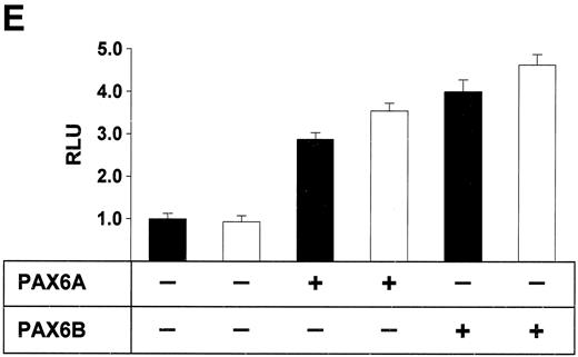 FIG. 1. PAX6 preferentially binds to and more effectively trans activates the variant −866A UCP2 promoter allele. A: Electrophoretic mobility shift assays with nuclear extracts prepared from INS1-E and COS-7 cells. Extracts were incubated with α32P-labeled double-stranded oligonucleotides corresponding to the −866G and −866A alleles of UCP2 (−866G: 5′-TGGCTGTTCACGCGTCAGTTACCCCCACAGG-3′; −866A: 5′-TGGCTGTTCACGCATCAGTTACCCCCACAGG-3′). Competition studies included the following double-stranded competitor probes: PAX6 consensus sequence probe (PAX6-cons), 5′-GCATtTTCACGCATgAGTgcaCag-3′; mutated PAX6 consensus sequence probe (PAX6-mut), 5′-GcaTtTTCAgcCATgAGTgcaCag-3′; PAX4 consensus sequence probe (PAX4-cons), 5′-GcgcGgTgAtGCGTgtGcagCggC-3′; IPF1 consensus sequence probe from rat glucokinase element 1 (IPF1-cons), 5′-GCccagtAgaCATtAGcacCtCgC-3′; and −866A. Upper case letters indicate sequence homology with the UCP2 promoter. The relative location of the −866G/A UCP2 promoter polymorphism is shown in upper case underlined. Letters in lower case italics indicate mutations introduced into the PAX6 core consensus sequence. Studies with three different extracts showed identical results. B: Electrophoretic mobility shift assays with in vitro translated PAX6B and unprogrammed reticulocyte lysate as control. C: Anti-PAX6 Western blot showing the presence of PAX6 protein in nuclear extracts isolated from INS1-E (lane 1) and COS-7 (lane 2) cells. Lanes 3 and 4: In vitro translated PAX6B as positive and unprogrammed reticulocyte lysate as negative control. D: Indirect immunofluorescence staining of PAX6 and insulin on INS1-E cells with anti-PAX6 (middle) or anti-insulin (right) antibody, detected by a TRITC- or FITC-conjugated secondary antibody, respectively. A phase contrast image is shown on the left. Scale bar = 25 μm. E and F: INS1-E cells (E) or COS-7 cells (F) cotransfected with UCP2 promoter constructs −866G or −866A and, as indicated, PAX6A/PAX6B expression plasmids or the empty pcDNA6/V5-His plasmid backbone. RLU, relative luciferase units, where activity of the −866G construct was set to 1.0. Results are representative for one of three independent experiments, each with greater than or equal to five replicates. ▪, −866G reporter construct; □, −866A reporter construct; means ± SD.