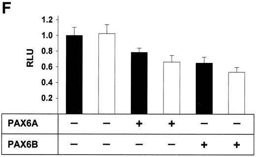 FIG. 1. PAX6 preferentially binds to and more effectively trans activates the variant −866A UCP2 promoter allele. A: Electrophoretic mobility shift assays with nuclear extracts prepared from INS1-E and COS-7 cells. Extracts were incubated with α32P-labeled double-stranded oligonucleotides corresponding to the −866G and −866A alleles of UCP2 (−866G: 5′-TGGCTGTTCACGCGTCAGTTACCCCCACAGG-3′; −866A: 5′-TGGCTGTTCACGCATCAGTTACCCCCACAGG-3′). Competition studies included the following double-stranded competitor probes: PAX6 consensus sequence probe (PAX6-cons), 5′-GCATtTTCACGCATgAGTgcaCag-3′; mutated PAX6 consensus sequence probe (PAX6-mut), 5′-GcaTtTTCAgcCATgAGTgcaCag-3′; PAX4 consensus sequence probe (PAX4-cons), 5′-GcgcGgTgAtGCGTgtGcagCggC-3′; IPF1 consensus sequence probe from rat glucokinase element 1 (IPF1-cons), 5′-GCccagtAgaCATtAGcacCtCgC-3′; and −866A. Upper case letters indicate sequence homology with the UCP2 promoter. The relative location of the −866G/A UCP2 promoter polymorphism is shown in upper case underlined. Letters in lower case italics indicate mutations introduced into the PAX6 core consensus sequence. Studies with three different extracts showed identical results. B: Electrophoretic mobility shift assays with in vitro translated PAX6B and unprogrammed reticulocyte lysate as control. C: Anti-PAX6 Western blot showing the presence of PAX6 protein in nuclear extracts isolated from INS1-E (lane 1) and COS-7 (lane 2) cells. Lanes 3 and 4: In vitro translated PAX6B as positive and unprogrammed reticulocyte lysate as negative control. D: Indirect immunofluorescence staining of PAX6 and insulin on INS1-E cells with anti-PAX6 (middle) or anti-insulin (right) antibody, detected by a TRITC- or FITC-conjugated secondary antibody, respectively. A phase contrast image is shown on the left. Scale bar = 25 μm. E and F: INS1-E cells (E) or COS-7 cells (F) cotransfected with UCP2 promoter constructs −866G or −866A and, as indicated, PAX6A/PAX6B expression plasmids or the empty pcDNA6/V5-His plasmid backbone. RLU, relative luciferase units, where activity of the −866G construct was set to 1.0. Results are representative for one of three independent experiments, each with greater than or equal to five replicates. ▪, −866G reporter construct; □, −866A reporter construct; means ± SD.