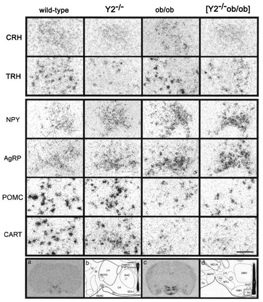 FIG. 3. Effect of germline Y2 receptor deletion on CRH and TRH mRNA levels in neurons of PVN (upper panel) and on NPY, AgRP, POMC, and CART mRNA levels in the arcuate nucleus (Arc; middle panel). High-power bright-field photomicrographs of dipped sections obtained from wild-type, Y2−/−, ob/ob, and [Y2−/−ob/ob] double knockout mice after in situ hybridization for the respective mRNA. Note the difference in POMC mRNA levels in [Y2−/−ob/ob] double knockout compared with ob/ob mice. Scale bar = 100 μm. The PVN was depicted at about −0.8 mm from Bregma and the Arc at about −1.8 to −1.9 mm from Bregma, depicted as low magnification film autoradiograph for TRH in a and CART in c. Maps are modified from Franklin and Paxinos, schematically depicting the hypothalamus at the level of the PVN (b) and Arc (d). The areas represented by the high magnification photomicrographs are outlined as black rectangles. ArcD, arcuate nucleus, dorsal; AHC, anterior hypothalamic area central; Co, cortical amygdaloid nucleus; DMH, dorsomedial hypothalamic nucleus; f, fornix; LA, lateral hypothalamic area; MCLH, magnocellular nucleus lateral hypothalamus; MCPO, magnocellular preoptic nucleus; MeAD, medial amygdaloid nucleus, anterodorsal; MePV, medial amygdaloid nucleus, posteroventral; Mtu, medial tubular nucleus; PaM, PVN magnocellular part; PaP, PVN parvocellular part; SCh, suprachiasmatic nucleus; SI, substantia innominata; SO, supraoptic nucleus; Te, terete hypothalamic nucleus; VMH, ventromedial hypothalamic nucleus; 3, third ventricle.