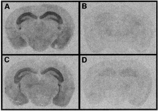 FIG. 4. Film autoradiographs of 125I-PYY(3–36) binding on brain sections of control (A), Y2−/− (B), ob/ob (C), and [Y2−/−ob/ob] double knockout mice (D). Sections (20 μm) taken at ∼2.1 mm posterior to bregma are depicted. Note the almost entire loss of 125I-PYY(3–36) binding sites in both groups of Y2-deficient mice.