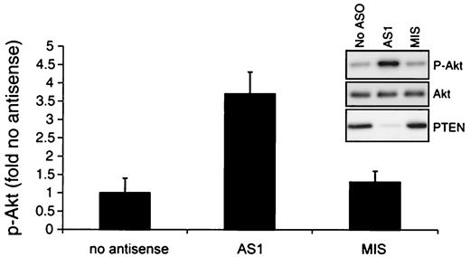 FIG. 1. Reduction of PTEN protein levels and stimulation of Akt phosphorylation by PTEN antisense treatment in vitro. AML12 cells were treated with AS1 or MIS for 72 h using Lipofectin as a transfection agent. Immunoblots of cell proteins were sequentially reacted with antibodies to phospho-Akt, -Akt, and -PTEN. Data are expressed as the fold increase in phospho-Akt intensity compared with Lipofectin-only treated cells. Graphs represent the mean of three replicates ±SD.