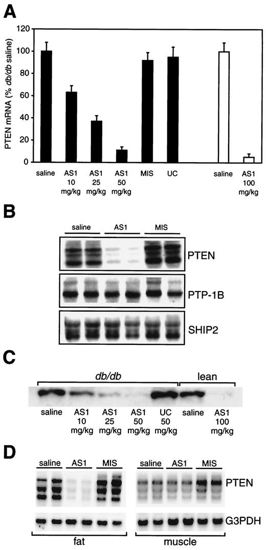 FIG. 2. PTEN antisense specifically reduces PTEN mRNA and protein levels in livers and fat from db/db mice. A: Dose-dependent reduction of PTEN mRNA levels in liver. db/db (black bars) and lean (white bars) mice received indicated doses of ASOs intraperitoneally once a week for 4 weeks. Total mRNA was prepared from liver and was analyzed by Northern blotting (n = 3 per group). The PTEN signal was normalized against the signal for G3PDH. Data are expressed as the mean percentage of mRNA levels in saline-treated db/db mice ±SD. B: Specificity of PTEN antisense. Representative Northern blots of PTEN mRNA (A), PTP1B mRNA (B), and SHIP2 mRNA (C) in livers from db/db mice treated once a week for 4 weeks with saline, 50 mg/kg AS1, or 50 mg/kg MIS. Each lane contained 25 μg of RNA from an individual animal. C: Reduction of PTEN protein expression in liver. PTEN immunoblots of proteins in liver lysates from mice treated for 4 weeks with indicated doses of AS1 or UC. Each lane contained 50 μg of protein. D: Reduction of PTEN mRNA in fat but not muscle. Representative Northern blots of PTEN and G3PDH mRNA in fat and muscle from db/db mice treated with saline, 50 mg/kg AS1, or 50 mg/kg MIS.