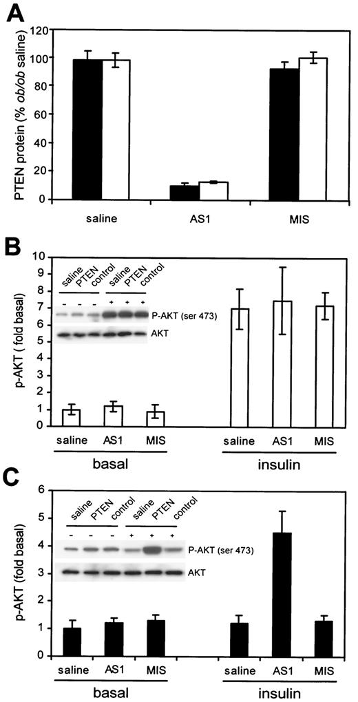 FIG. 5. Reduction of PTEN expression in ob/ob and lean mice and increased Akt phosphorylation in ob/ob mice treated with PTEN antisense. A: Reduction of PTEN protein levels in both ob/ob (▪) and lean (□) mouse livers after PTEN antisense treatment. Mice (n = 4 per group) were injected for 2 weeks with saline or 50 mg/kg ASI or MIS oligonucleotides, and liver lysates were immunoblotted with antibodies to PTEN and G3DPH. Data are expressed as the mean percentage of normalized PTEN protein levels in saline-treated ob/ob mice ±SD. B and C: Phospho-Akt levels in livers of lean and ob/ob mice without (basal) or 5 min after intraperitoneal injection of 2 units/kg of insulin. Immunoblots of proteins were sequentially reacted with antibodies to phospho-Akt and Akt. Data are expressed as the fold increase in phospho-Akt intensity compared with basal levels in saline-treated mice relative to Akt protein levels. Graphs represent the means ± SD. Representative gels of pooled samples (n = 3) from each group are also shown for lean and ob/ob mice.