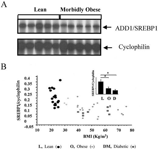 FIG. 2. SREBP1 mRNA expression in adipose tissue of lean, obese, and diabetic patients. A: Representative RNase protection analysis comparing SREBP1 mRNA (319 bp) expression in subcutaneous adipose tissue of lean and morbidly obese (BMI >40 kg/m2) (group A) subjects. Cyclophilin (103 bp) mRNA was used as an internal control. B: Relation between adipose tissue SREBP1 mRNA levels and BMI in lean (n = 17), obese (n = 22), and type 2 diabetic (n = 7) subjects. A highly significant (* P < 0.0001) reduction in SREBP1 levels was seen in both the obese and diabetic groups compared with the lean control subjects (inset).