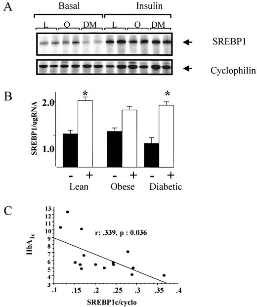 FIG. 4. Effects of insulin and/or diabetes on human skeletal muscle SREBP1 mRNA. SREBP1 mRNA levels were measured by RNase protection analysis in skeletal muscle (vastus lateralis) biopsies from lean, obese, and diabetic patients before and after a 3-h hyperinsulinemic clamp (study group D). A: Representative RNase protection assay demonstrating two diabetic subjects with low basal levels of SREBP1 and restoration of levels to normal by 3 h of hyperinsulinemia. L, lean; O, obese; DM, diabetic patients. B: SREBP1 mRNA levels (means ± SE) in skeletal muscle (vastus lateralis) biopsies taken before and after hyperinsulinemic clamp in lean (n = 4), obese (n = 5), and diabetic patients (n = 4). Insulin significantly increased SREBP1 expression in lean (P = 0.016) and diabetic subjects (P = 0.005). C: Correlation between SREBP1c/ cyclophilin and HbA1c.