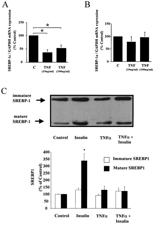 FIG. 5. Effect of TNF-α on SREBP1 mRNA and protein levels. Isolated human subcutaneous adipocytes from six independent subjects were incubated for 24 h with either TNF-α or vehicle, after which cells were lysed and SREBP1c (A) and SREBP1a (B) mRNA levels were measured by real-time quantitative RT-PCR. Results are expressed as percentage of the levels seen in vehicle-treated control cells (*P = 0.004). C: Subcutaneous human adipocytes were isolated, cultured for 24 h, and then treated for 24 h with 100 nmol/l insulin (n = 6), 10 ng/ml TNF-α (n = 6), or 100 nmol/l insulin plus 10 ng/ml TNF-α or vehicle (n = 4, *P = 0.0015). Cell lysates were immunoblotted with anti-SREBP1 antibody and visualized by ECL. Results are expressed as percentages of the values obtained in the vehicle-treated cells.