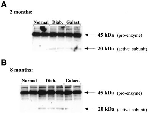 FIG. 3. Diabetes- and galactosemia-induced cas-1 activation. Lysates from retinas of diabetic, galactose-fed, and normal animals at 2 (A) and 8 (B) months’ duration of diabetes were separated in a 4–20% gradient gel under reducing conditions and probed for cas-1 as described in research design and methods. The figure shows the inactive proenzyme (45 kDa) as well as the active subunit (20 kDa) and represents the result of two individual animals of each experimental group.